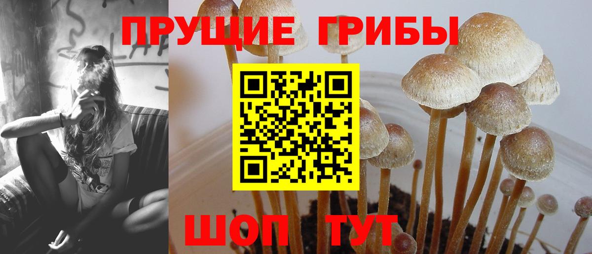 Псилоцибиновые грибы мицелий  Галлюциногенные грибы Psilocybe  Вход с VPN  цена   Юрга 